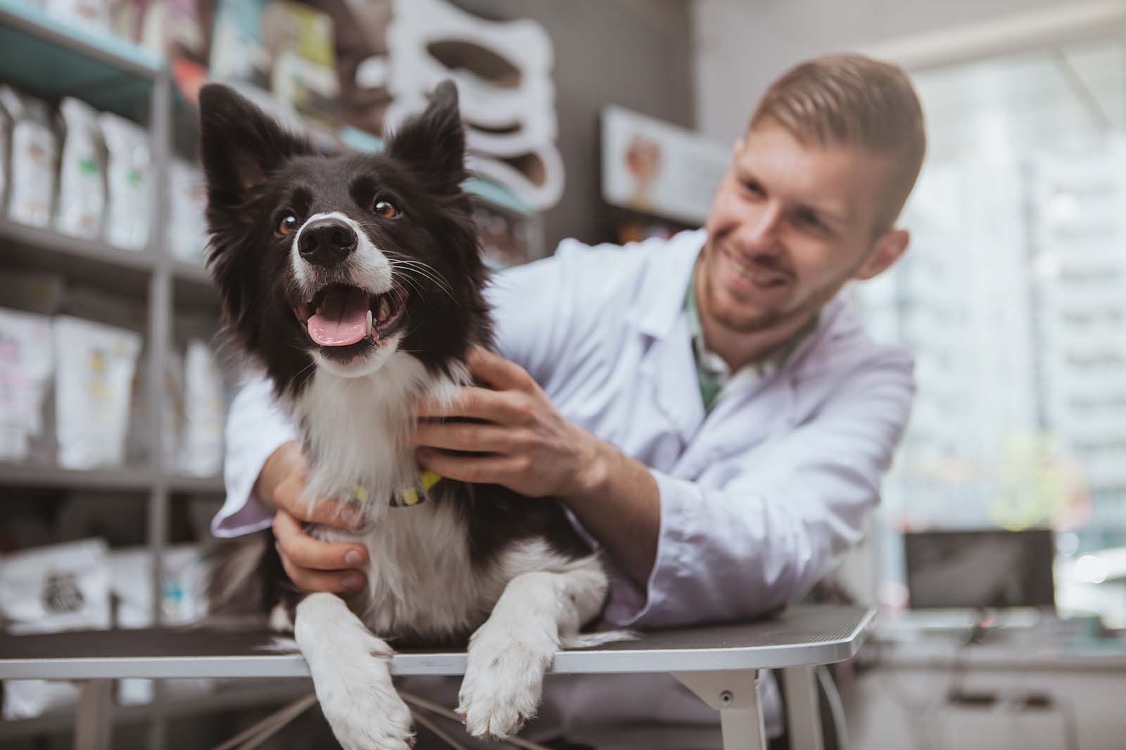 Doctor Checking a dog