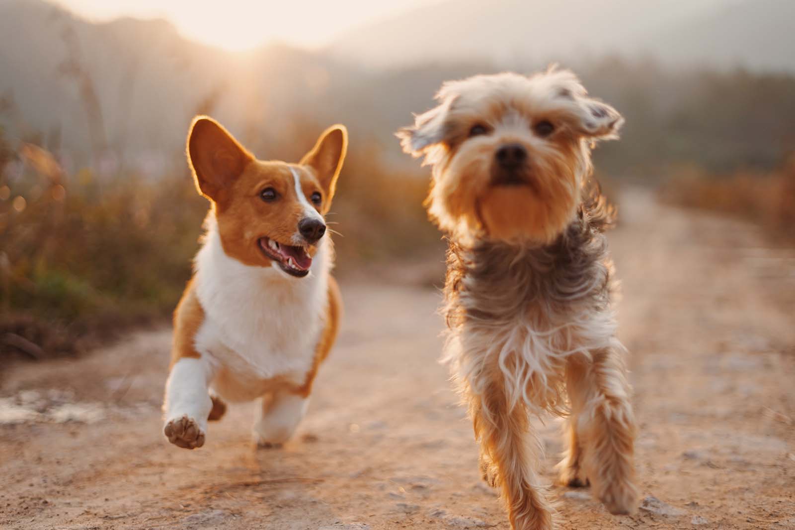 Two dog running