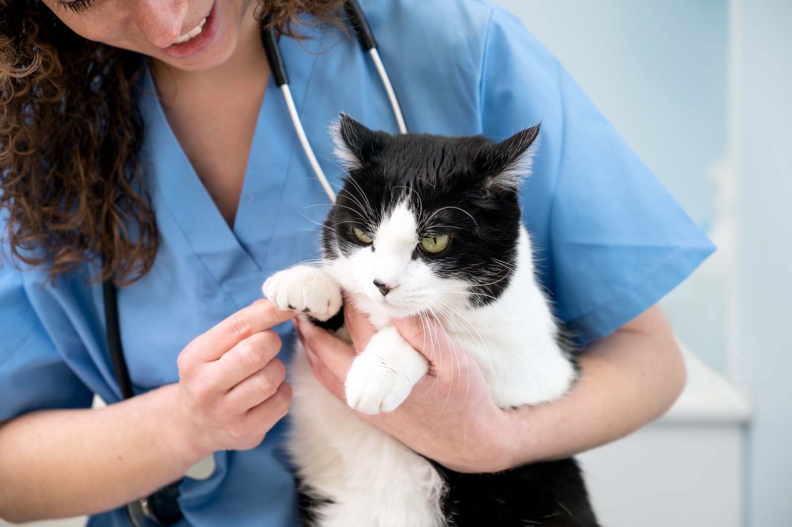 Doctor checking cat paws