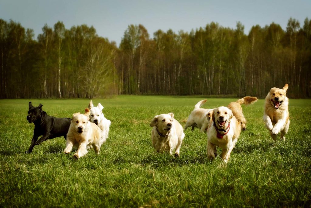 Dogs running in the field