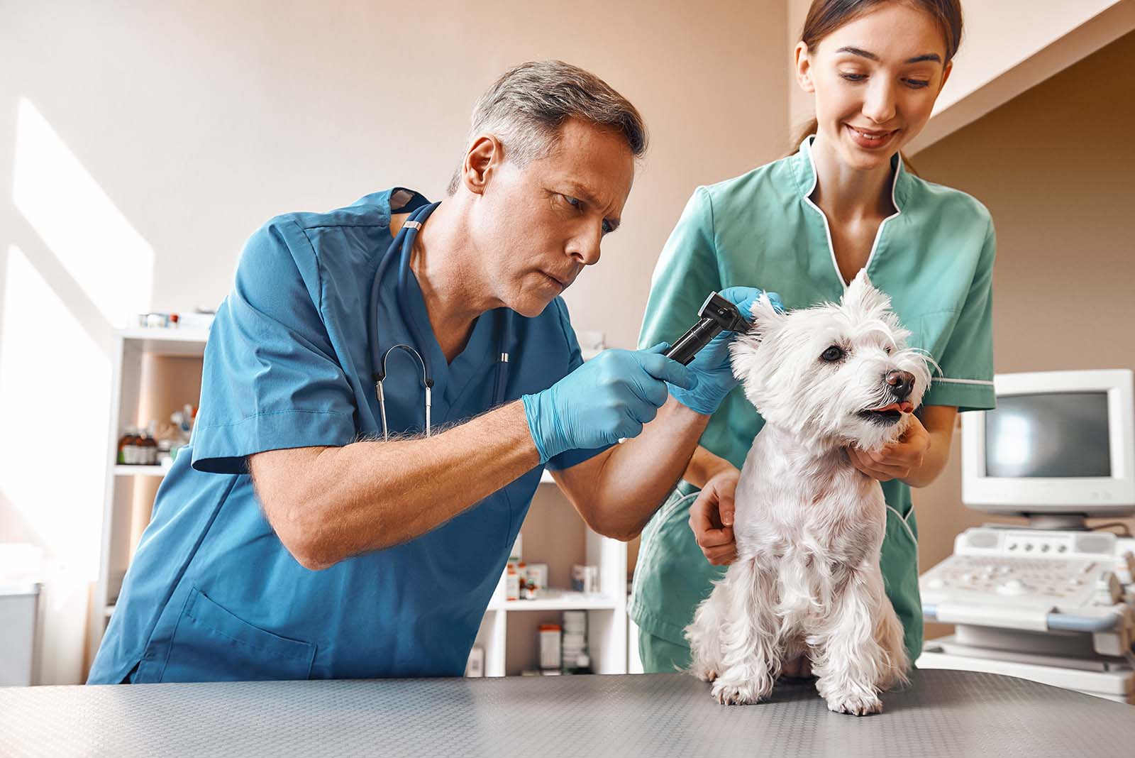 Doctor checking a dog's ears