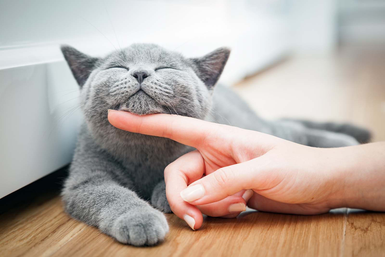 Stroking a cat