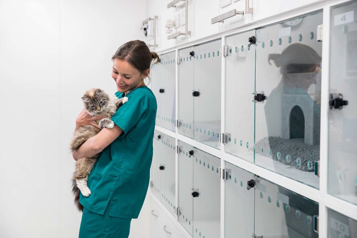 Clinic Jobs Alliance Animal Health