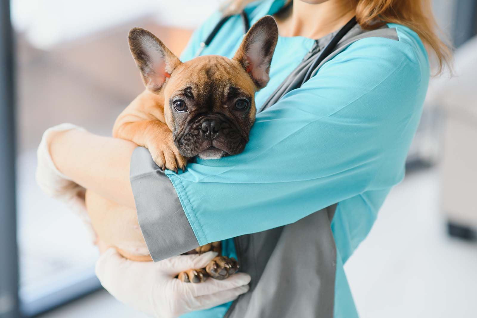Doctor carrying a dog