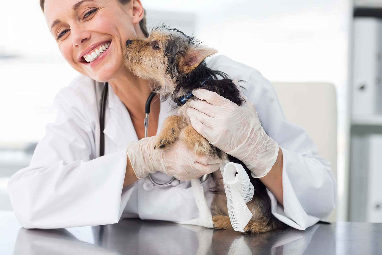 Dog kissing a doctor